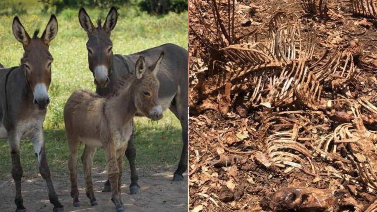 Innocent Kiambu residents eating donkey meat