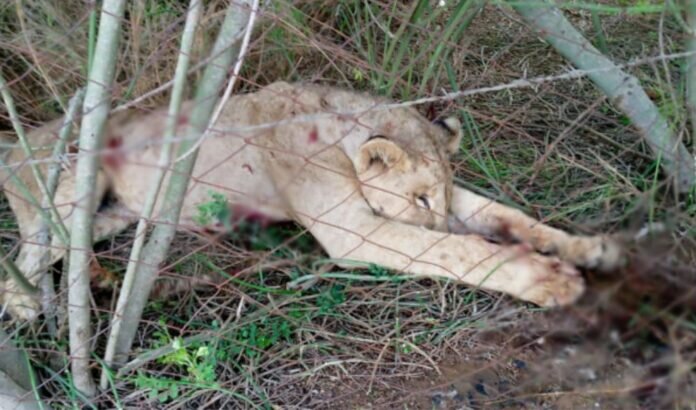 Six more lions speared to death by Kenyan herders just days after